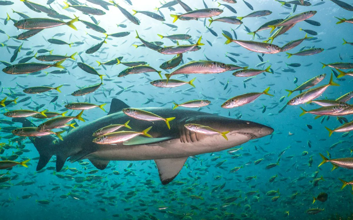 SeaCreature_Pod's tweet photo. Aren't Grey Nurse Sharks amazing! Learn more about them on Episode 18 of the SEACREATURES PODCAST (found wherever good podcasts are found) https://t.co/yWimAqJlwP
