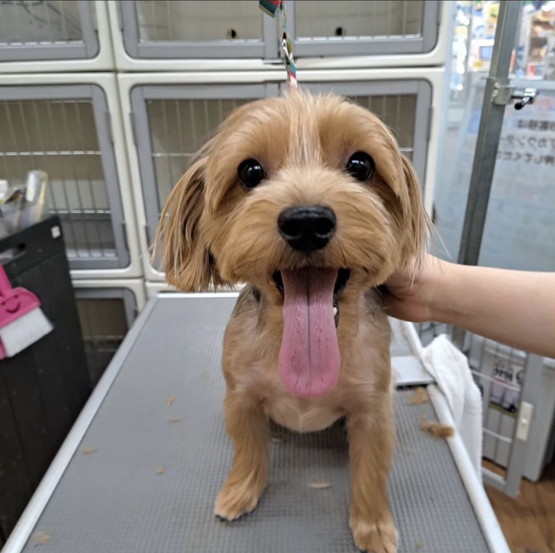 noeal_hal's tweet photo. 遅ばせながら
あけましておめでとうございます！

年末にトリミングをしたところ別犬すぎてꉂ🤣w𐤔

主人が最近泣いた曲、レオ(優里さん)を車で流してくれたのですが、後半涙が溢れすぎて夜でよかったと思いました。

今年はのえあるとの時間をもっと大切にしたいです♡

本年もよろしくお願いします🎶 https://t.co/myYKOlitEC