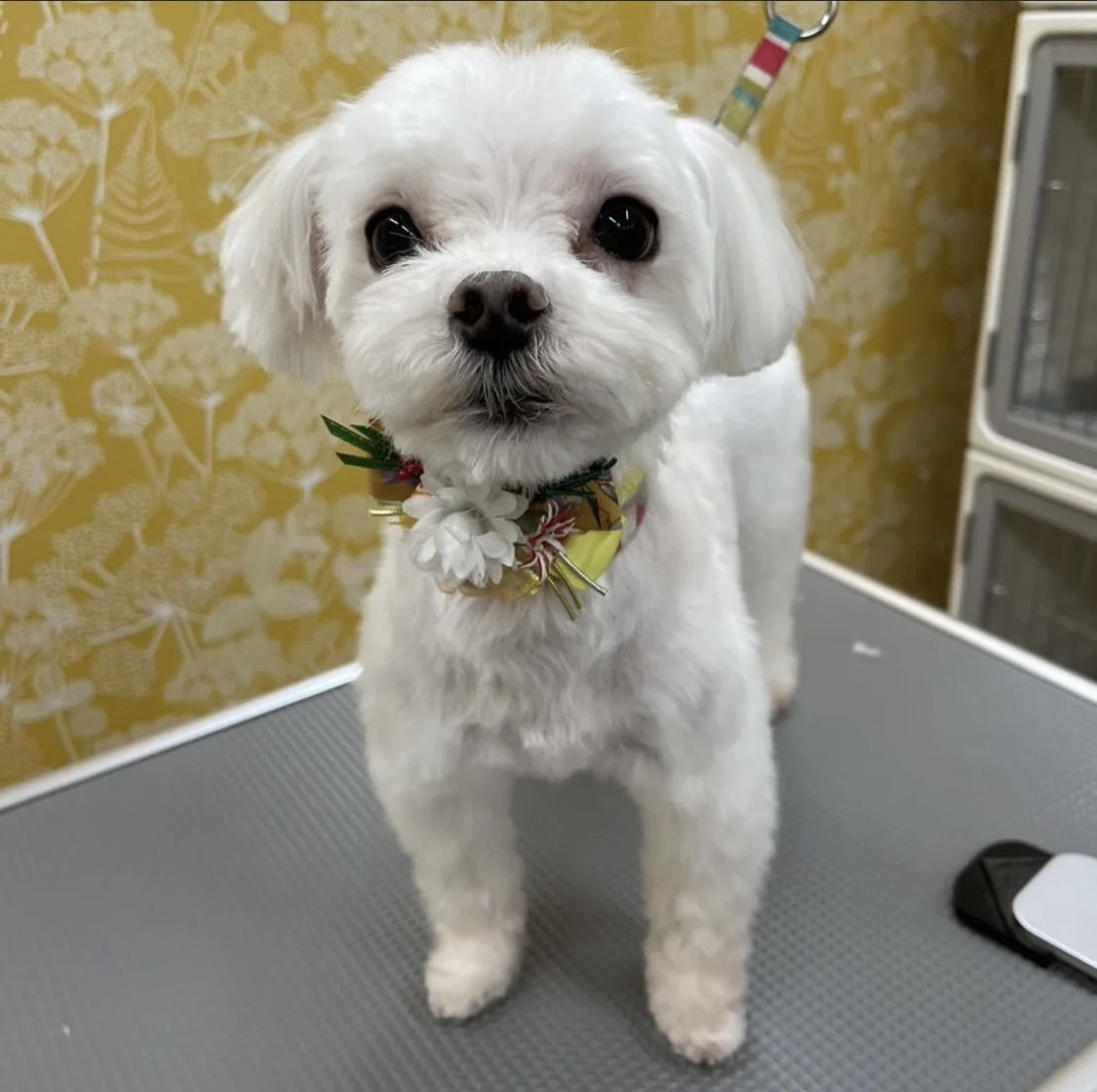 noeal_hal's tweet photo. 遅ばせながら
あけましておめでとうございます！

年末にトリミングをしたところ別犬すぎてꉂ🤣w𐤔

主人が最近泣いた曲、レオ(優里さん)を車で流してくれたのですが、後半涙が溢れすぎて夜でよかったと思いました。

今年はのえあるとの時間をもっと大切にしたいです♡

本年もよろしくお願いします🎶 https://t.co/myYKOlitEC