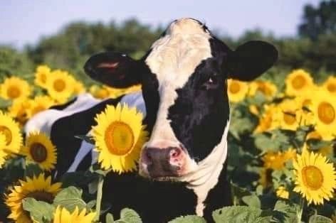 #Cow #Cowboys #cowx #CowLovers #Cowfarm