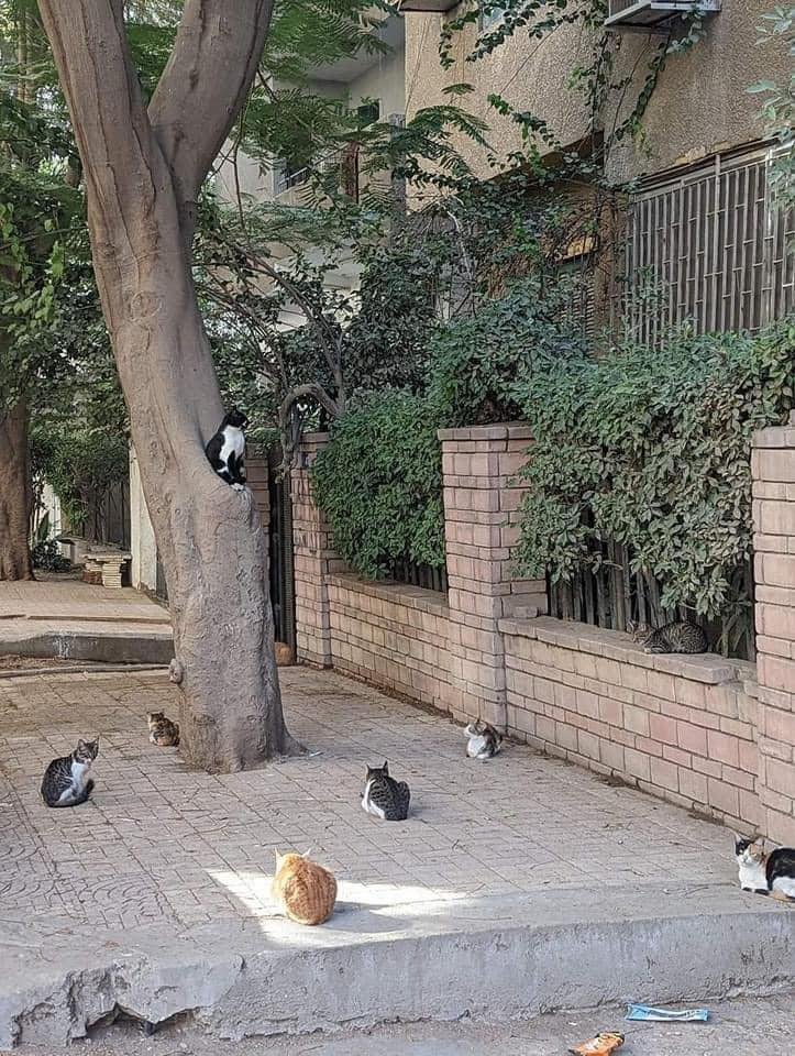 translated cats tweet media