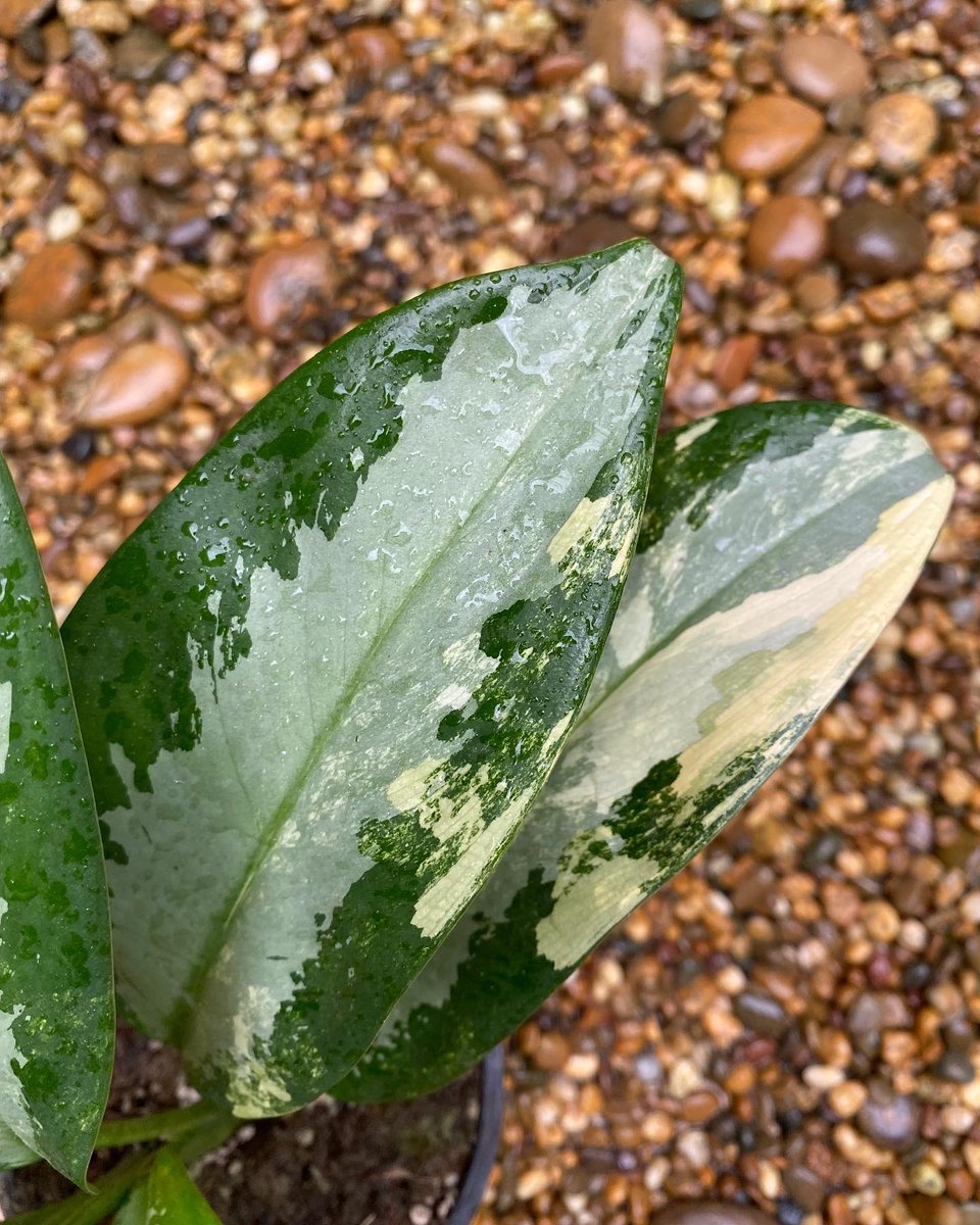 Design_by_Sam's tweet photo. Aglaonema suwannaphum variegated

🪴 ไม้  7 ใบกระถาง6”

✅ ราคา 2,000 บ. 

ค่าส่ง Ems 150 บ.
นัดรับ คลอง 6 ปทุมธานี 
📌 โอนบัญชี : วัชรินทร์ สาธร เท่านั้น https://t.co/pzPV3NlYOf
