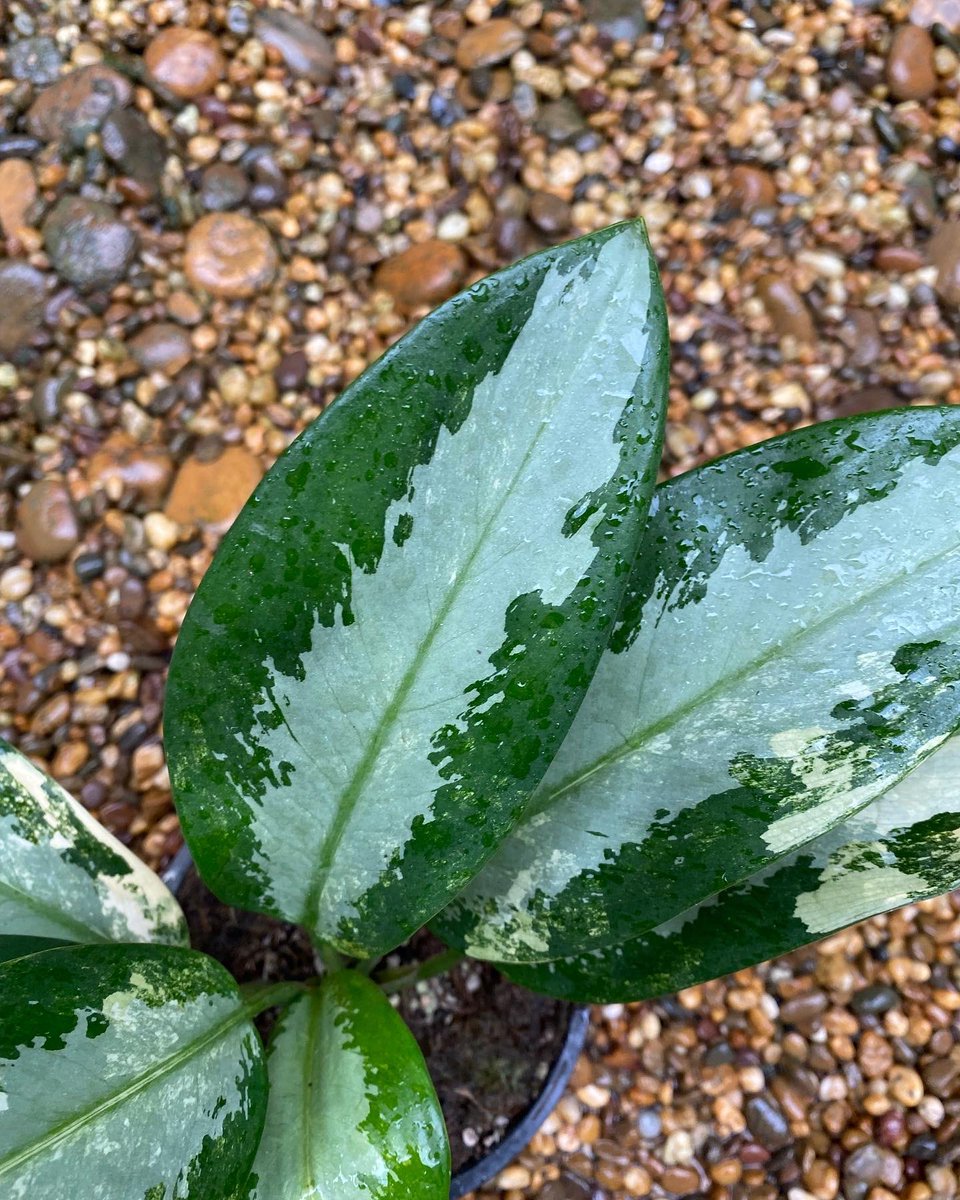 Design_by_Sam's tweet photo. Aglaonema suwannaphum variegated

🪴 ไม้  7 ใบกระถาง6”

✅ ราคา 2,000 บ. 

ค่าส่ง Ems 150 บ.
นัดรับ คลอง 6 ปทุมธานี 
📌 โอนบัญชี : วัชรินทร์ สาธร เท่านั้น https://t.co/pzPV3NlYOf