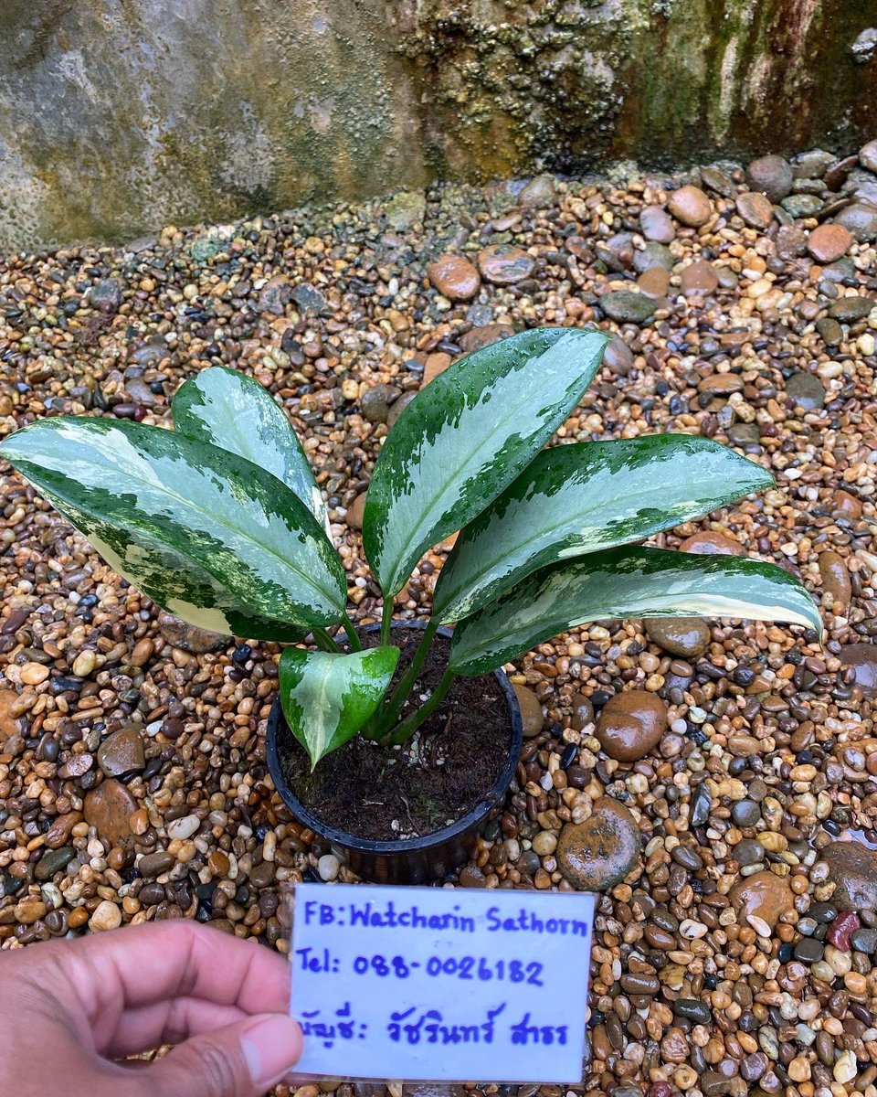 Design_by_Sam's tweet photo. Aglaonema suwannaphum variegated

🪴 ไม้  7 ใบกระถาง6”

✅ ราคา 2,000 บ. 

ค่าส่ง Ems 150 บ.
นัดรับ คลอง 6 ปทุมธานี 
📌 โอนบัญชี : วัชรินทร์ สาธร เท่านั้น https://t.co/pzPV3NlYOf