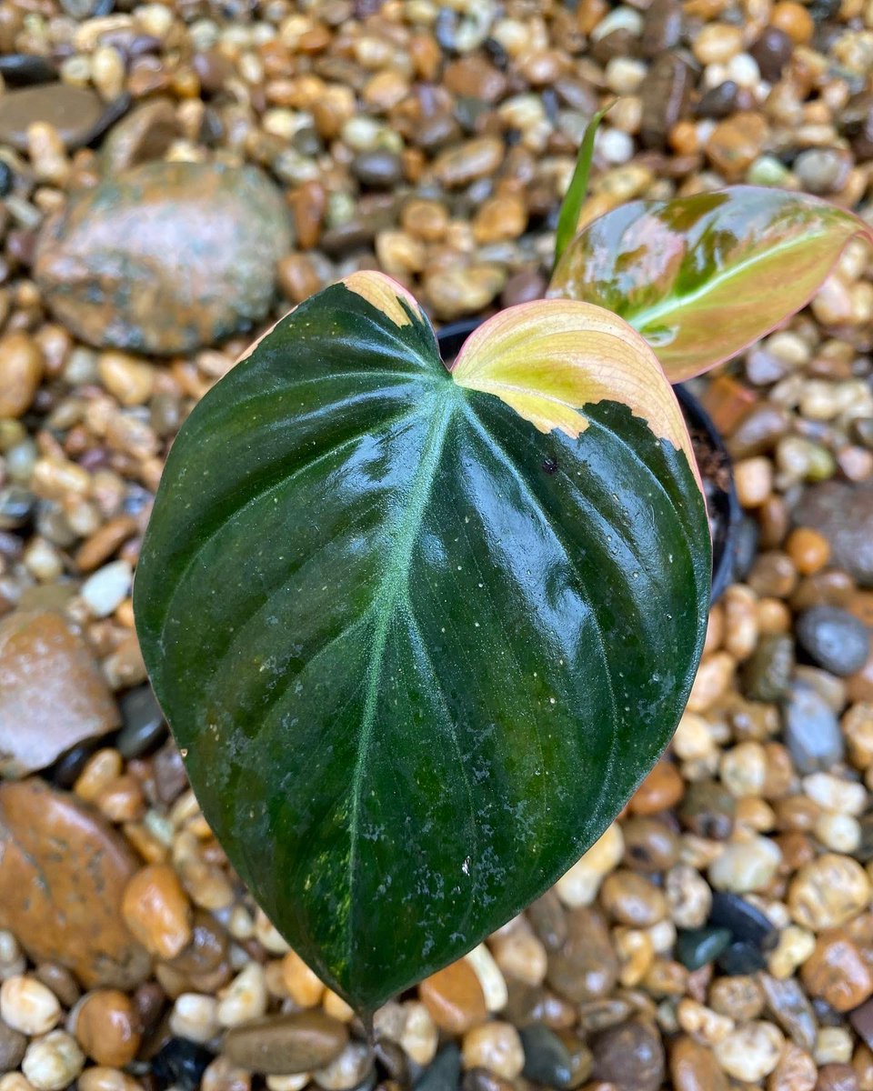 Design_by_Sam's tweet photo. Philodendron micans variegated 
🪴ไม้วางข้อ 2 ใบ 1 หลอด 
ด่าง���วยๆ กระถาง 3”

✅ ราคา 2,000 บ. 

ค่าส่ง ems 150 บ. 
นัดรับคลอง 6 ปทุมธานี 
📌 โอนบัญชี : วัชรินทร์  สาธร เท่านั้น https://t.co/jClttxSOSE
