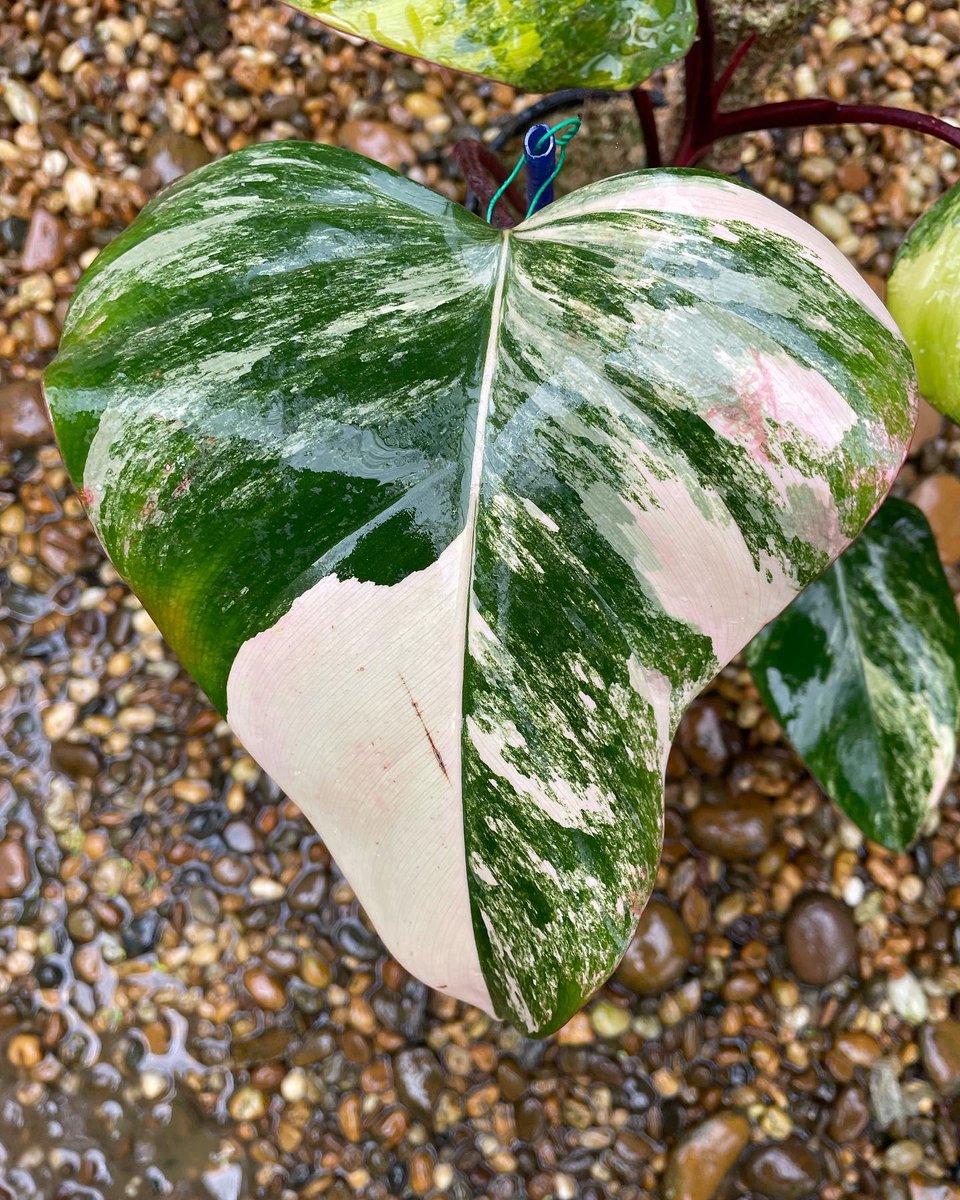 Design_by_Sam's tweet photo. Philodendron strawberry shake variegated 
🪴ไม้วางข้อ 5 ใบ 1 หลอด ด่าวสวยๆทุกใบ กระถาง 5”

✅ ราคา 2,000 บ. 

ค่าส่ง Ems 150 บ.
นัดรับ คลอง 6 ปทุมธานี 
📌 โอนบัญชี : วัชรินทร์ สาธร เท่านั้น https://t.co/EYCvDQOHjq