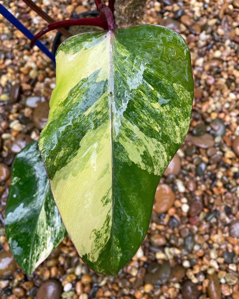 Design_by_Sam's tweet photo. Philodendron strawberry shake variegated 
🪴ไม้วางข้อ 5 ใบ 1 หลอด ด่าวสวยๆทุกใบ กระถาง 5”

✅ ราคา 2,000 บ. 

ค่าส่ง Ems 150 บ.
นัดรับ คลอง 6 ปทุมธานี 
📌 โอนบัญชี : วัชรินทร์ สาธร เท่านั้น https://t.co/EYCvDQOHjq