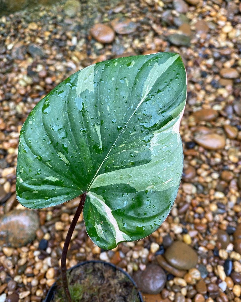 Design_by_Sam's tweet photo. Homalomena rubescens stardust variegated (เสน่ห์จันทร์ประกายดาว ) 

🪴 ไม้ 4 ใบ ด่างสวยๆ กระถาง 4” 
✅ ราคา 1,000 บ. 

ค่าส่ง Ems 150 บ.
นัดรับ คลอง 6 ปทุมธานี 
📌 โอนบัญชี : วัชรินทร์ สาธร เท่านั้น https://t.co/5LGTrBpdIX