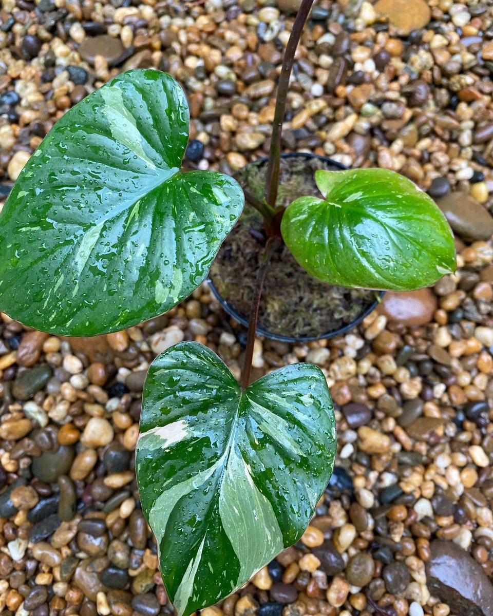 Design_by_Sam's tweet photo. Homalomena rubescens stardust variegated (เสน่ห์จันทร์ประกายดาว ) 

🪴 ไม้ 4 ใบ ด่างสวยๆ กระถาง 4” 
✅ ราคา 1,000 บ. 

ค่าส่ง Ems 150 บ.
นัดรับ คลอง 6 ปทุมธานี 
📌 โอนบัญชี : วัชรินทร์ สาธร เท่านั้น https://t.co/5LGTrBpdIX