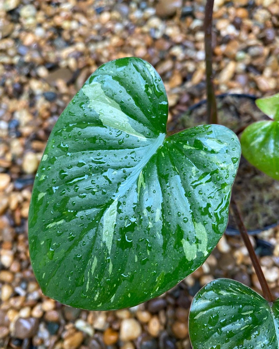 Design_by_Sam's tweet photo. Homalomena rubescens stardust variegated (เสน่ห์จันทร์ประกายดาว ) 

🪴 ไม้ 4 ใบ ด่างสวยๆ กระถาง 4” 
✅ ราคา 1,000 บ. 

ค่าส่ง Ems 150 บ.
นัดรับ คลอง 6 ปทุมธานี 
📌 โอนบัญชี : วัชรินทร์ สาธร เท่านั้น https://t.co/5LGTrBpdIX