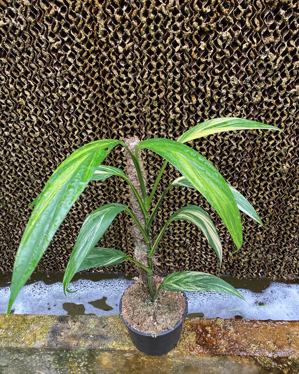 Design_by_Sam's tweet photo. Epipremnum amplissimum variegated 

🪴 ไม้ 9 ใบ กระถาง 6 ” 

✅ ราคา 1,000 บ. 

ค่าส่ง Ems 150 บ.
นัดรับ คลอง 6 ปทุมธานี 
📌 โอนบัญชี : วัชรินทร์ สาธร เท่านั้น https://t.co/Dmr0Wx5ukU