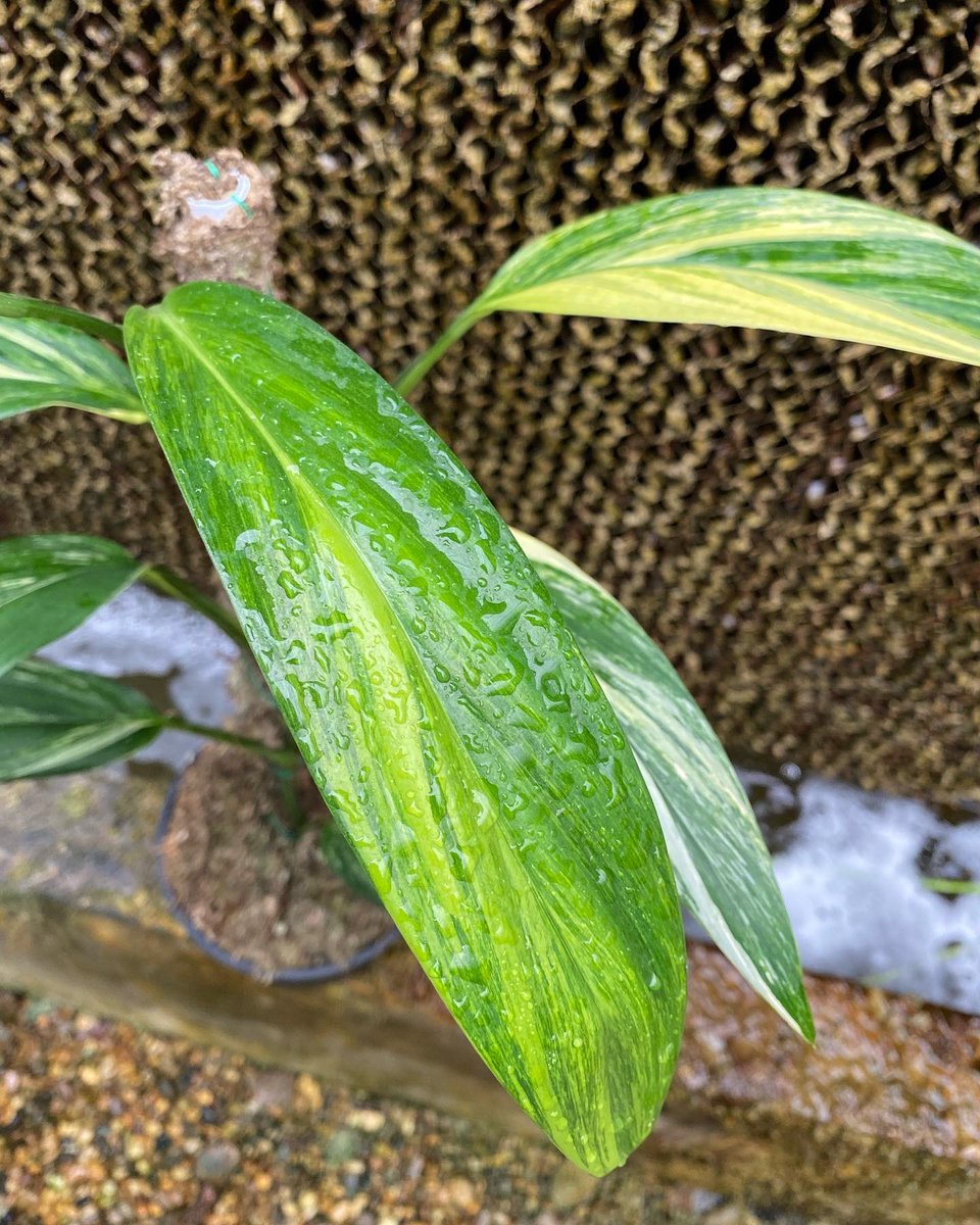 Design_by_Sam's tweet photo. Epipremnum amplissimum variegated 

🪴 ไม้ 9 ใบ กระถาง 6 ” 

✅ ราคา 1,000 บ. 

ค่าส่ง Ems 150 บ.
นัดรับ คลอง 6 ปทุมธานี 
📌 โอนบัญชี : วัชรินทร์ สาธร เท่านั้น https://t.co/Dmr0Wx5ukU