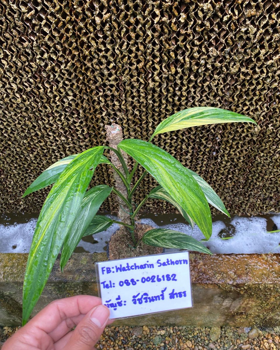 Design_by_Sam's tweet photo. Epipremnum amplissimum variegated 

🪴 ไม้ 9 ใบ กระถาง 6 ” 

✅ ราคา 1,000 บ. 

ค่าส่ง Ems 150 บ.
นัดรับ คลอง 6 ปทุมธานี 
📌 โอนบัญชี : วัชรินทร์ สาธร เท่านั้น https://t.co/Dmr0Wx5ukU