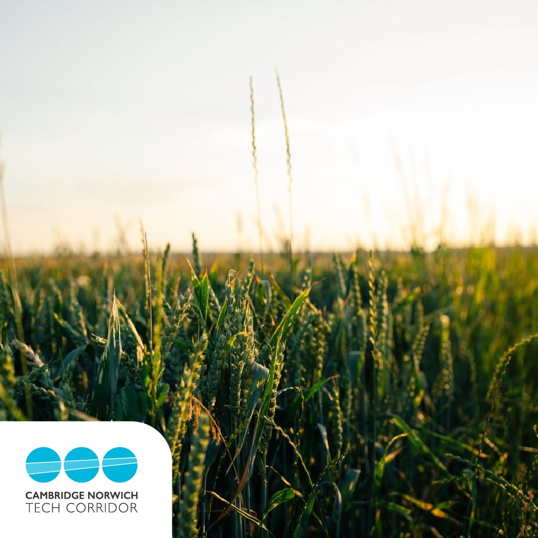 Cambridge Norwich Tech Corridor (@techcorridoruk) on Twitter photo Research into improving the disease resistance of cereal crops begins soon…🌾@Leaf_Expression Systems, a research and development organisation, has announced a collaboration with the <a href="/JohnInnesCentre/">John Innes Centre</a>.
.
.
.
#techcorridor #collaboration #innovation
techcorridor.co.uk/articles/impro… Research into improving the disease resistance of cereal crops begins soon…🌾@Leaf_Expression Systems, a research and development organisation, has announced a collaboration with the <a href="/JohnInnesCentre/">John Innes Centre</a>.
.
.
.
#techcorridor #collaboration #innovation
techcorridor.co.uk/articles/impro…