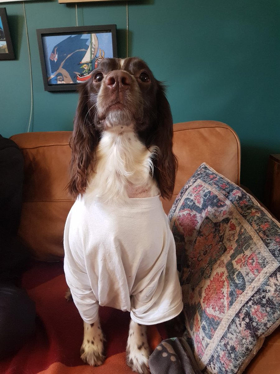 mohrag's tweet photo. Happy New Year, all! 
Been a little off grid recently, Pancake had an operation go a bit awry before Christmas so head was filled with worry. But she has recovered wonderfully, ready to wag in 2023 with us all. 💛 https://t.co/7p3E1C6kOv