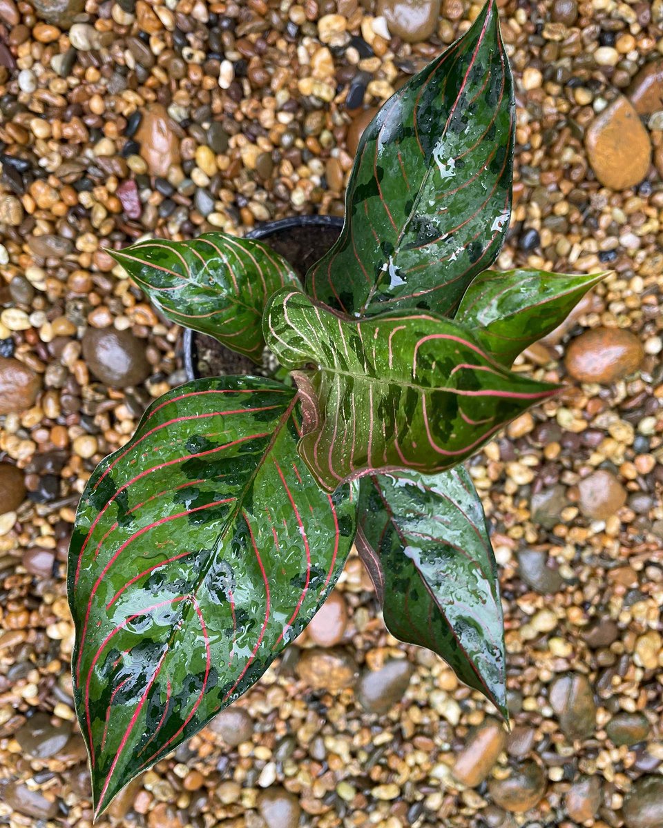 Design_by_Sam's tweet photo. Aglaonema rotundum hybrid 

🪴 ไม้ 7 ใบ กระถาง 6” 

✅ ราคา 1,000 บ. 

ค่าส่ง Ems 150 บ.
นัดรับ คลอง 6 ปทุมธานี 
📌 โอนบัญชี : วัชรินทร์ สาธร เท่านั้น https://t.co/LUg8RizzEK