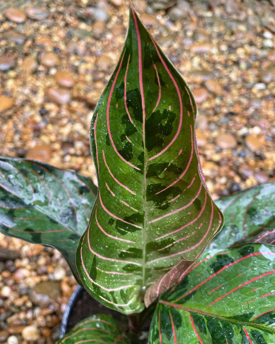 Design_by_Sam's tweet photo. Aglaonema rotundum hybrid 

🪴 ไม้ 7 ใบ กระถาง 6” 

✅ ราคา 1,000 บ. 

ค่าส่ง Ems 150 บ.
นัดรับ คลอง 6 ปทุมธานี 
📌 โอนบัญชี : วัชรินทร์ สาธร เท่านั้น https://t.co/LUg8RizzEK