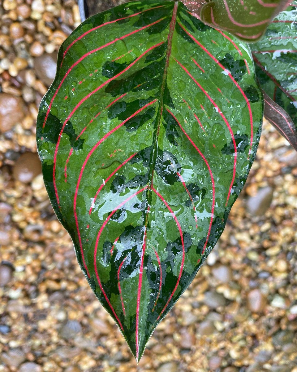 Design_by_Sam's tweet photo. Aglaonema rotundum hybrid 

🪴 ไม้ 7 ใบ กระถาง 6” 

✅ ราคา 1,000 บ. 

ค่าส่ง Ems 150 บ.
นัดรับ คลอง 6 ปทุมธานี 
📌 โอนบัญชี : วัชรินทร์ สาธร เท่านั้น https://t.co/LUg8RizzEK