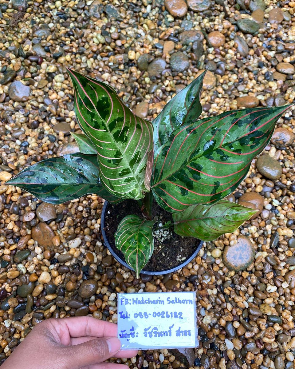 Design_by_Sam's tweet photo. Aglaonema rotundum hybrid 

🪴 ไม้ 7 ใบ กระถาง 6” 

✅ ราคา 1,000 บ. 

ค่าส่ง Ems 150 บ.
นัดรับ คลอง 6 ปทุมธานี 
📌 โอนบัญชี : วัชรินทร์ สาธร เท่านั้น https://t.co/LUg8RizzEK
