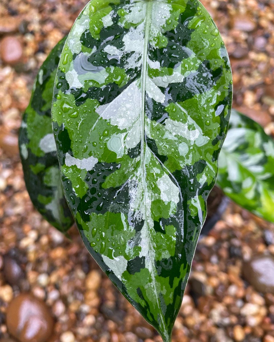 Design_by_Sam's tweet photo. Aglaonema pictum tricolor  

🪴 ไม้ 7 ใบ กระถาง6”

✅ ราคา 2,000 บ. 

ค่าส่ง Ems 150 บ.
นัดรับ คลอง 6 ปทุมธานี 
📌 โอนบัญชี : วัชรินทร์ สาธร เท่านั้น https://t.co/oUnFzD2g4m