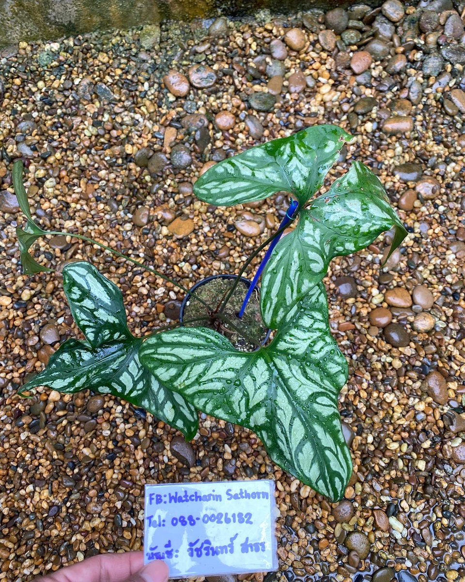 Design_by_Sam's tweet photo. Cercestis mirabilis (กนกลายไทย) 

🪴 ไม้ 4 ใบ กระถาง 6”

✅ ราคา 500 บ. 

ค่าส่ง Ems 150 บ.
นัดรับ คลอง 6 ปทุมธานี 
📌 โอนบัญชี : วัชรินทร์ สาธร เท่านั้น https://t.co/y3UFzVxrN0