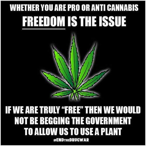 Top story: @Norstackk: ':>}_~#WakeNBake #StonerFam #StonerCircle #MMOT #IAmCannabis #WeAreCannabis #FuckCancer #StayWoke & ALL #STONERS ~HappyThursDazed~ ' , see more tweetedtimes.com/GanjaGadfly?s=…