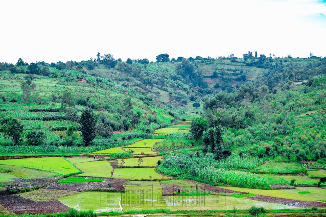 NtareHouse's tweet photo. En congé gouvernemental, le Président de la République SE Evariste #Ndayishimiye, accompagné par SE @Burundi1stLady, a effectué une visite de supervision dans son complexe agro-pastoral situé à Bugendana. Il exhorte tous les leaders à initier des projets de développement familial https://t.co/rgU4QHNiwQ