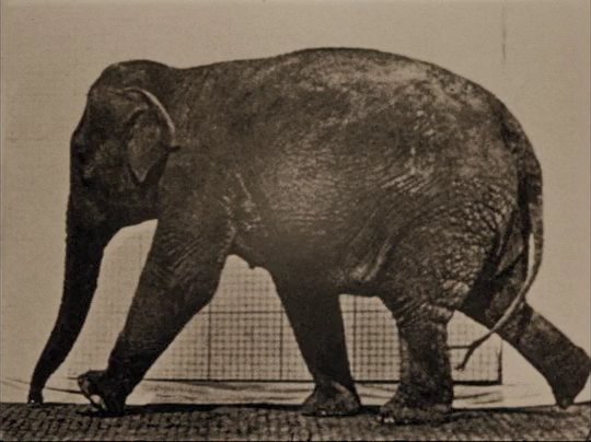 CineEvasion's tweet photo. Eadweard Muybridge, Zoopraxographer (1975)
Dir. Thom Andersen
#EadweardMuybridge
#Zoopraxographer
#ThomAndersen https://t.co/t6XMHGKpKh