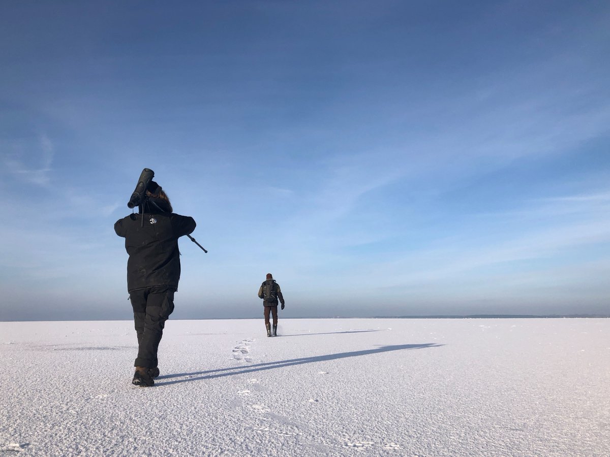 succow_stiftung's tweet photo. Zum Jahresende wurden unsere Bundesfreiwilligen der #InselKoos vom kalten Winter belohnt. Kooser See, Beek & Bodden waren zugefroren und die monatliche #Wasservogelzählung konnte aus einem neuen #Blickwinkel erfolgen.❄️ https://t.co/wyFdGjOn28 ❄️ https://t.co/xpx1hoVTi4