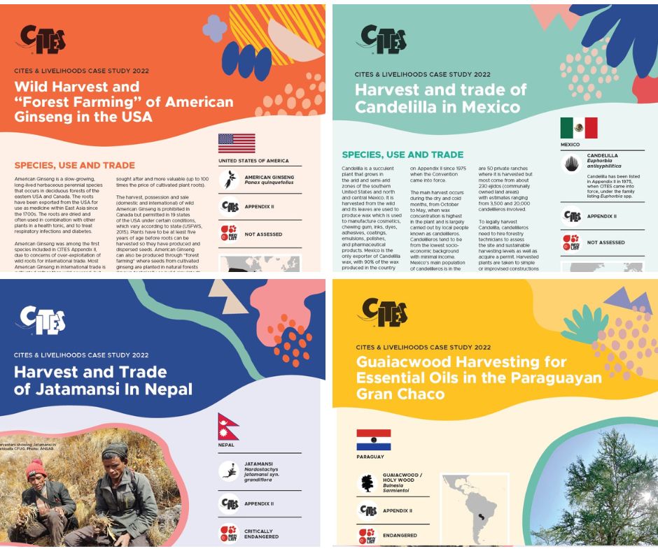 TRAFFIC_WLTrade's tweet photo. TRAFFIC’s robust knowledge of the trade of certain CITES-listed plant species helped produce case studies on:  
🌱 Candelilla in #Mexico
🌱 Essential Oils in #Paraguay's Gran Chaco
🌱 Jatamansi in #Nepal
🌱 American Ginseng in the #USA 

#CITES and #livelihoods https://t.co/N26FWC5HvT