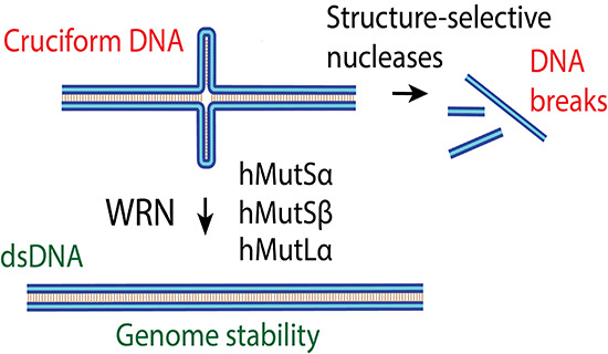 embojournal's tweet photo. What governs #syntheticlethality between #WRN #helicase & #mismatchrepair #MMR particularly in #cancer with #microsatellite instability?
@CejkaLab @BellinzonaIrb biochemically show how they synergistically & independently unfold #cruciform #DNA structures
https://t.co/m0D0uiUx2c https://t.co/PLXFCPeWBi