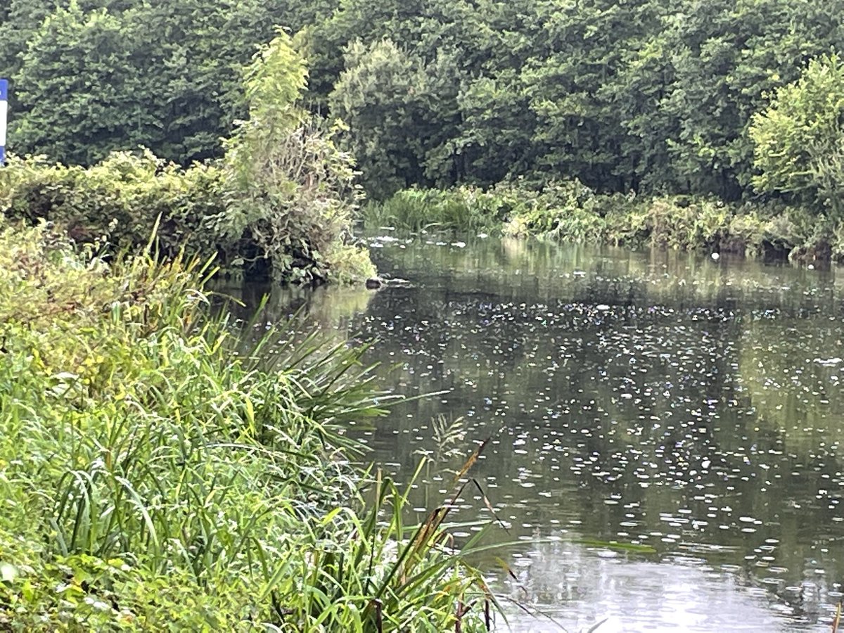 Jacqui07108033's tweet photo. #100daysofwalking #round3club #cardiacrecovery
Days 3 and 4 went walking by the Barrow in Clashganny and in oak park woods Carlow. Both days overcast but dry. It’s great to be back out again happy days https://t.co/tpKmCsVm7B