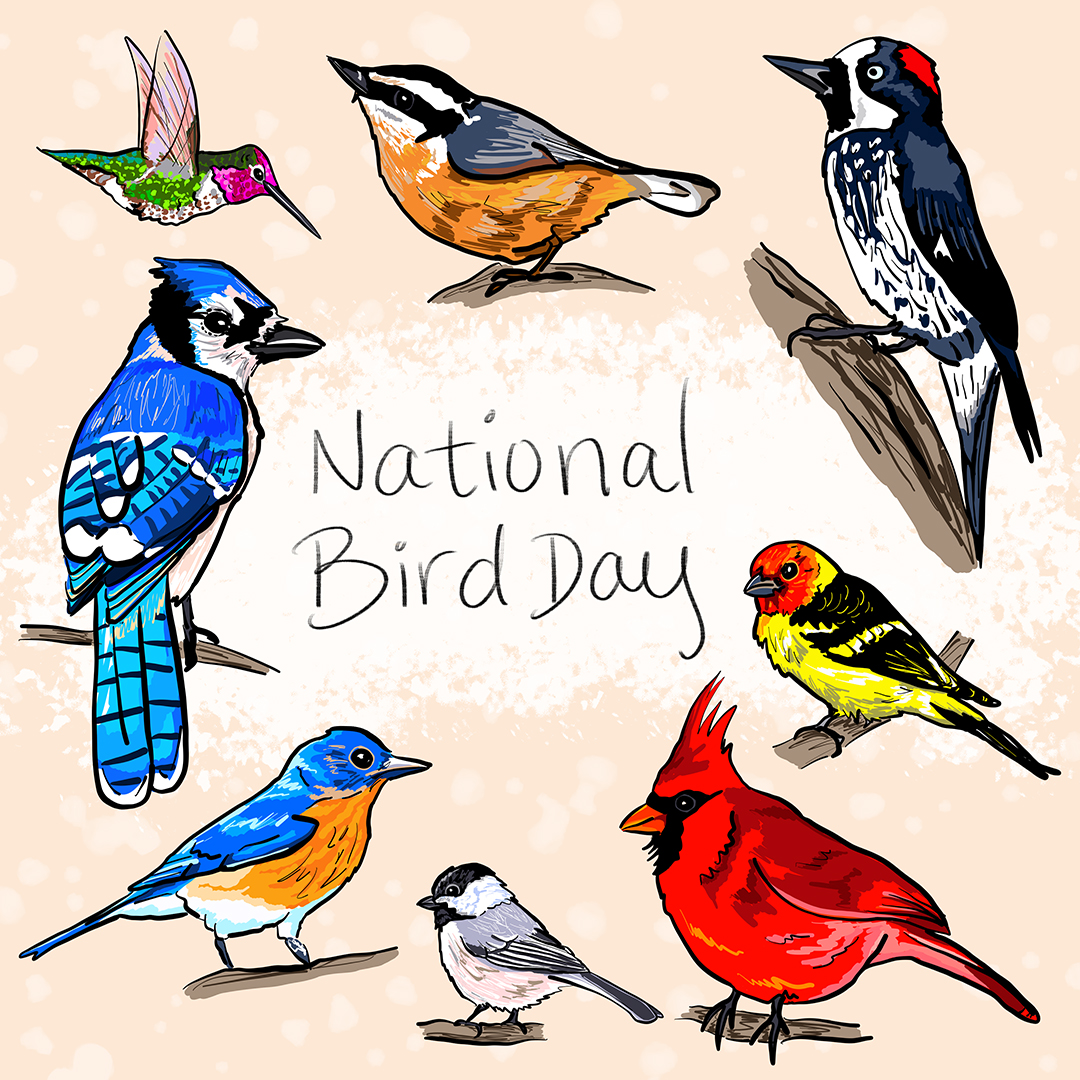 It's our favourite day! Today, January 5th is National Bird Day!! 😍🐦🦉🦆 The perfect day to take time to enjoy the birds! Where do you love watching the birds? A local park, trail or your own backyard? What birds are you seeing today? 👀 #nationalbirdday #saveoursongbirds