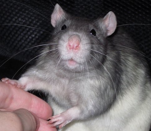 Squeak.. squeak.

Wake up