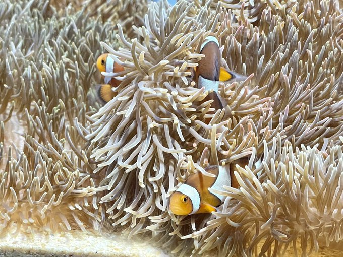#みんなの水族館フォトがみたい
美ら海、美ら海、下田、新江ノ島
イルカを連写でなくコレ撮った自分を褒めたい 