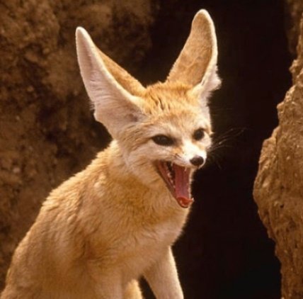 Daily David Tennant as a Fennec Fox tweet media