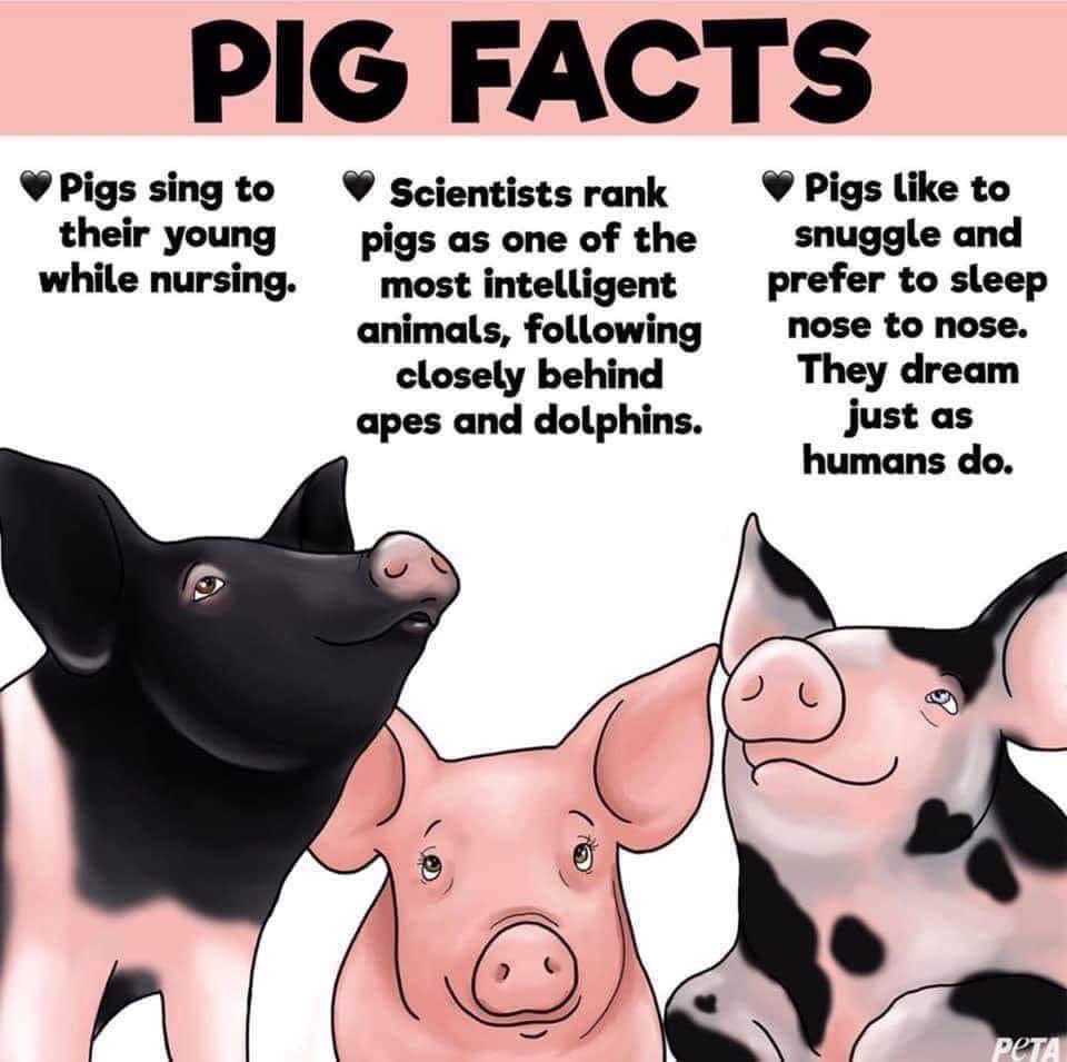 Pig facts!  We have witnessed all these facts being played out before our eyes living with pigs as family.