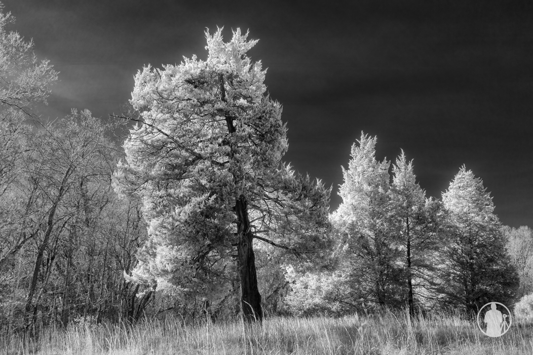 photobyodell's tweet photo. Beyond the visible light. #infraredcamera #glow #infraredphoto #outdoorphotography #spotsy #hikenova #woodlandphotography #whatlightbrings #tree #caledonstatepark https://t.co/DJuEcBpDvC https://t.co/tzej415N4k