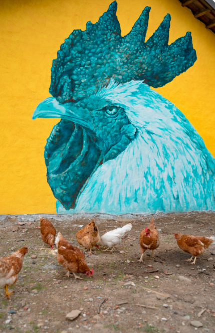 DalerRowney's tweet photo. #ThrowbackThursday to artist, Pepe Gaka's awesome Rooster mural in Italy using our System3 Fluid and Graduate brushes! 

Look at those bright colours and intricate feather details🖌️

#DalerRowney #SimplyCreate #Art #Mural #Artist #Colour #Colourful #System3Acrylic #Graduatebrush https://t.co/at7MT2UXFK