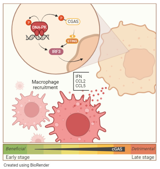 The EMBO Journal (@embojournal) on Twitter photo #DNAdamage #DNArepair #kinase #DNAPK and #cGAS synergize to induce cancer-related #inflammation in #glioblastoma
<a href="/ClaraTaffoni/">Clara Taffoni</a> <a href="/JohannaMarines1/">Johanna Marines</a> <a href="/LaguetteNadine/">Laguette Nadine</a> et al <a href="/IGH_MTP/">InstituteHumGenetics</a>
embopress.org/doi/10.15252/e… #DNAdamage #DNArepair #kinase #DNAPK and #cGAS synergize to induce cancer-related #inflammation in #glioblastoma
<a href="/ClaraTaffoni/">Clara Taffoni</a> <a href="/JohannaMarines1/">Johanna Marines</a> <a href="/LaguetteNadine/">Laguette Nadine</a> et al <a href="/IGH_MTP/">InstituteHumGenetics</a>
embopress.org/doi/10.15252/e…