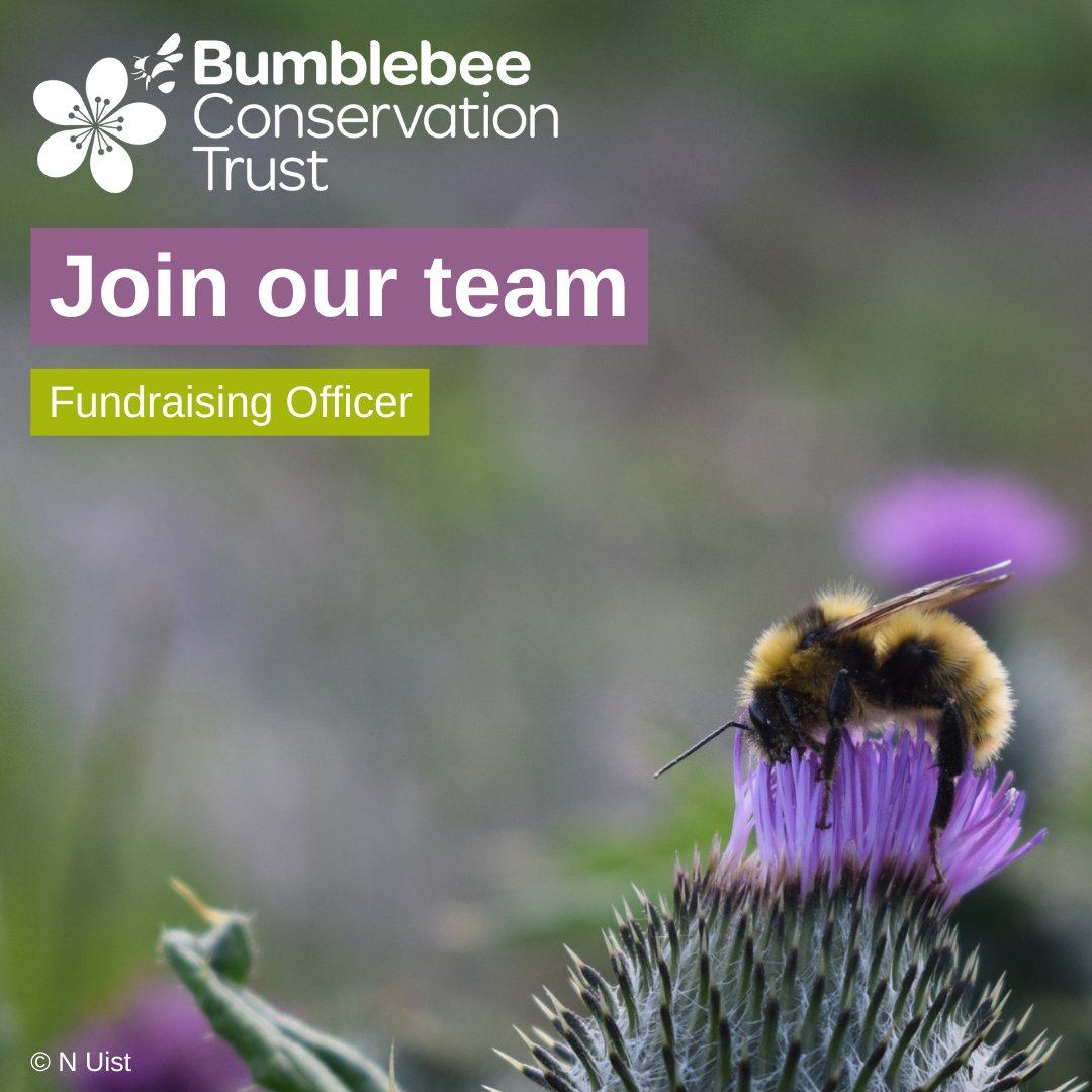 Bumblebee Conservation Trust tweet media