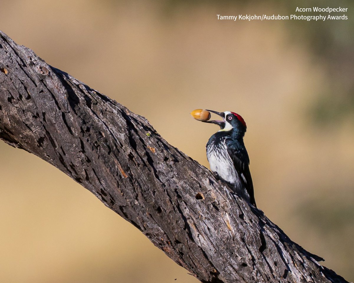 audubonsociety tweet picture