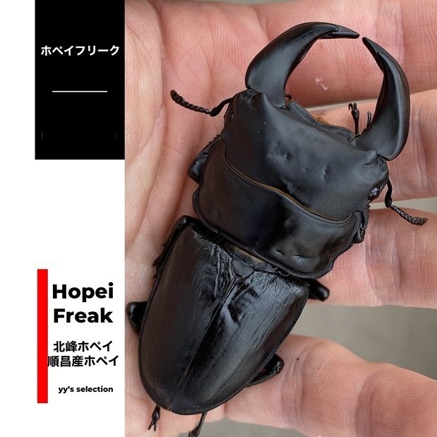 HOPEI 北峰産 王翦GX血統 幼虫3頭（800cc菌糸瓶入り）