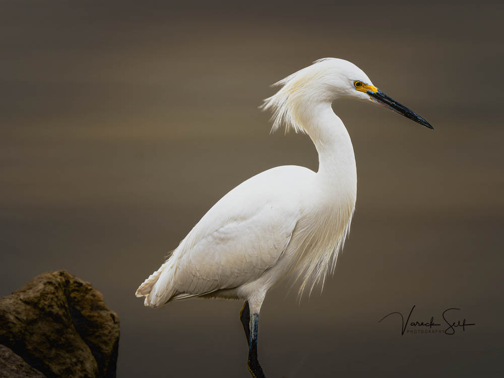 “Patience is not the ability to wait, but the ability to keep a good attitude while waiting.” - Unknown
 
#GetOlympus #BreakFreeWithOlympus #AllMightyBirds #AllAboutBirds #Bird_Captures #BirdPhotos #Birding #BirdPhotography #NaturePhotography #LouisianaW… instagr.am/p/CnCN29gpS8B/