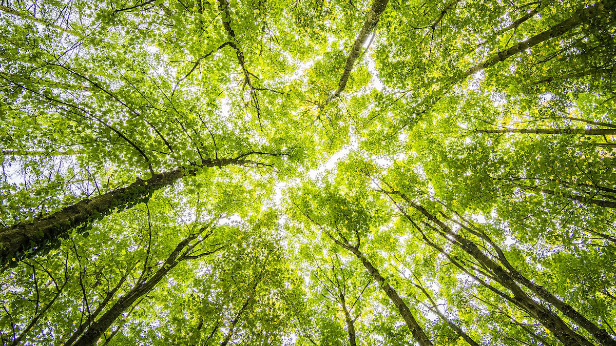 PCRARoadshow's tweet photo. Did you miss our live @PCRSUK Quality Improvement webinars in 2022?  

You can now catch up for free on-demand!  

Learn more about greener respiratory healthcare and ways to shorten the respiratory waiting list.  

Watch now: https://t.co/67DfaARaP3  

#respiratory #webinar https://t.co/C3FZbGpd7a