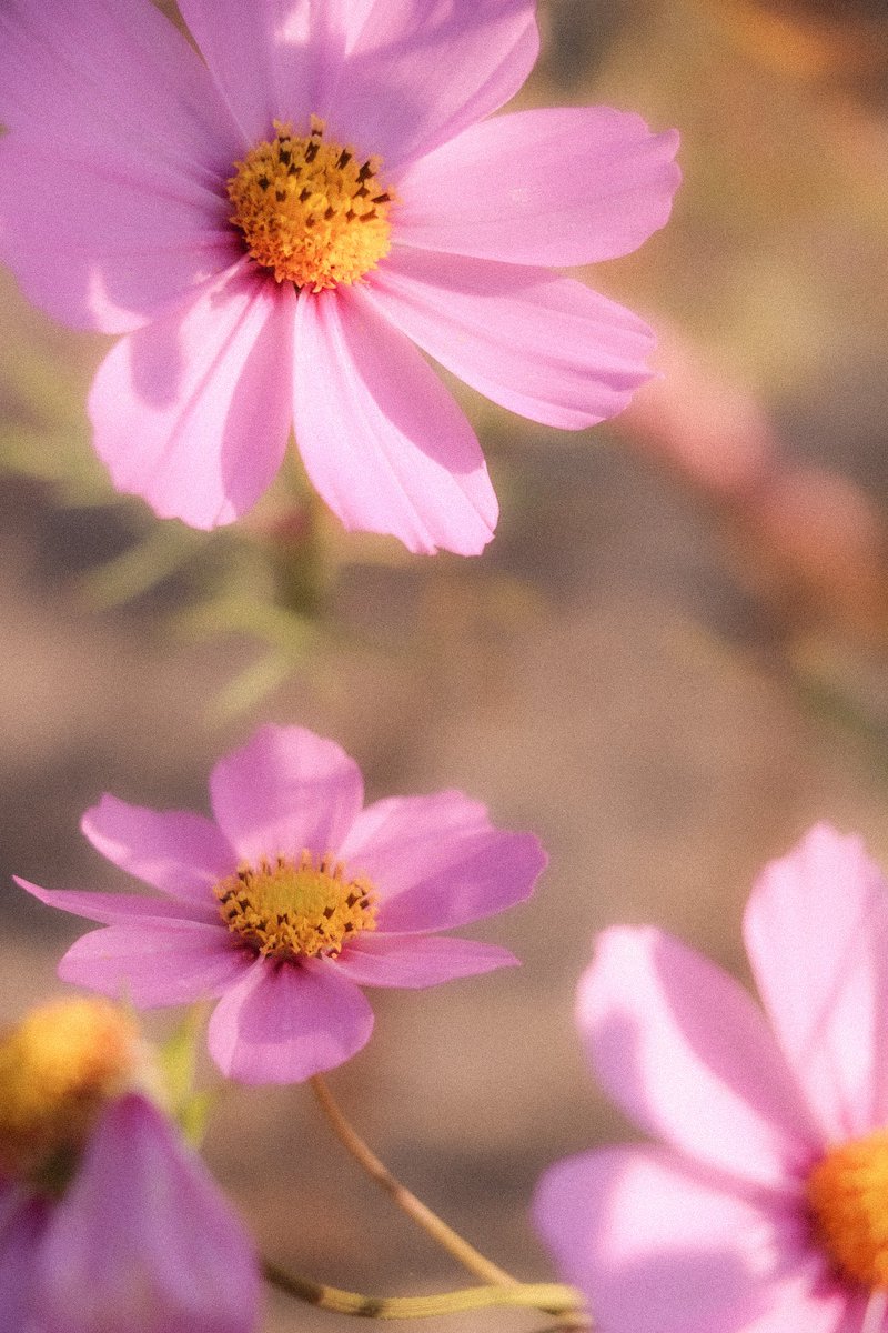 pu33ri0n's tweet photo. 季節外れですが
誰かの好きな写真になれますように
#コスモス #autumnFlower #写真
#Japanphoto #photograghy https://t.co/HCTHfovLAG