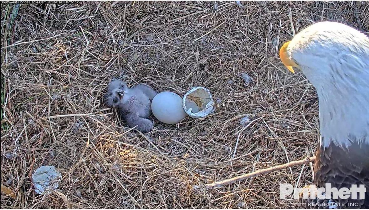 SWFLEagleCAM's tweet photo. Good Morning World! https://t.co/YBIKaaUcaX https://t.co/58cVfMjv8d