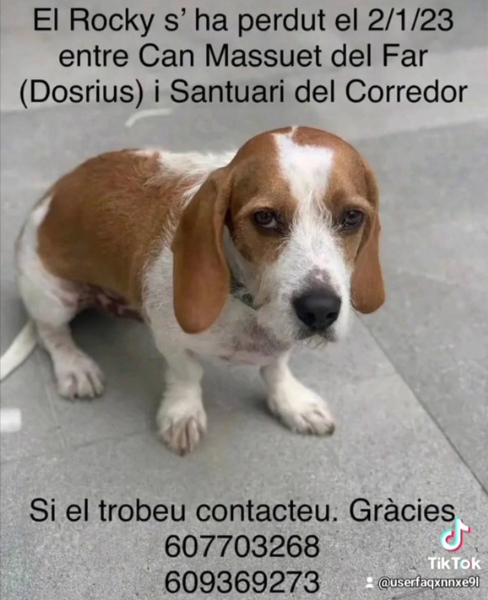 sonia 🐕🐶🐱🐅🦓🐷🦌🐮🐄🐒🐩🐂🦃🐴🐃🦛🦁🐐🌱💚🇵🇸 tweet media