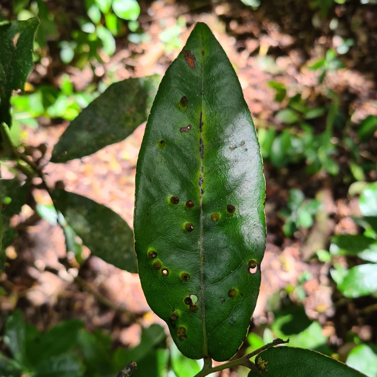 NatureYetu tweet media