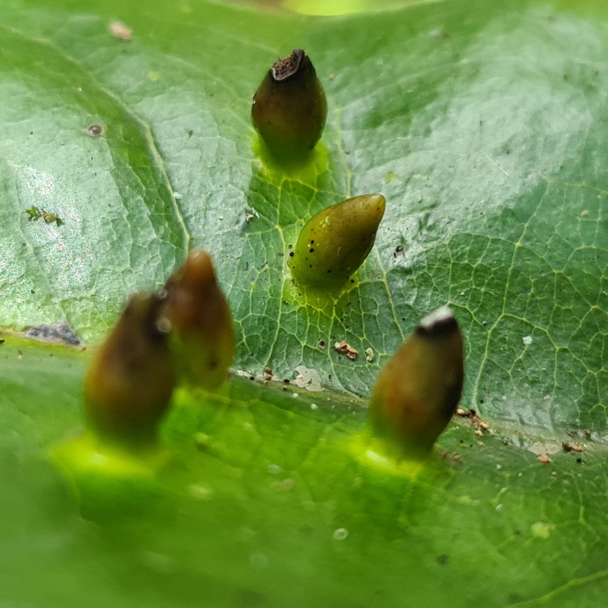 NatureYetu tweet media